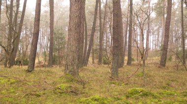 Baltık Denizi 'nin kıyı bölgesindeki çam ormanı. Tatiller ve turizm, Kuzey Polonya 'nın güzel doğası..