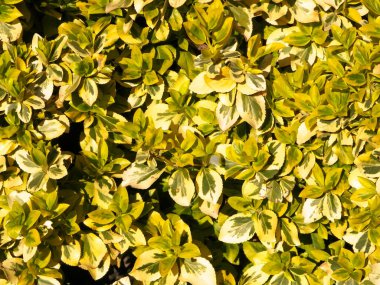 Euonymus Fortei doğa geçmişi olarak ayrılıyor. Bahçe işleri konsepti. Boşluğu kopyala.