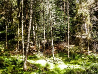 Vahşi doğa - yeşil ormandaki sulak alan. Bataklık yosunu ve ağaçlar - Pomeranya 'nın güzel doğası - Kuzey Polonya bölgesi.
