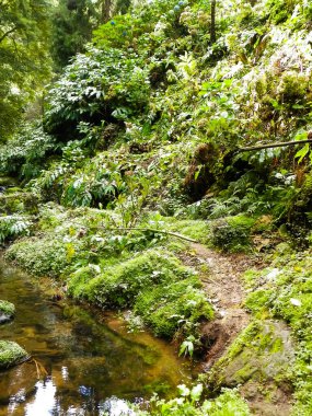 Egzotik ormanda küçük bir nehir. Azores Takımadası. Sao Miguel Adası.