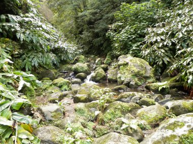 Egzotik ormanda küçük bir nehir. Azores Takımadası. Sao Miguel Adası.