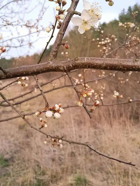Yaz doğasını uyandırmak. Çiçekler açan elma ağacı..