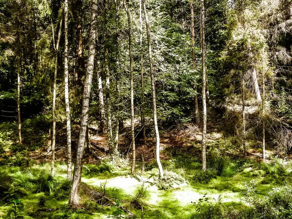Vahşi doğa - yeşil ormandaki sulak alan. Bataklık yosunu ve ağaçlar - Pomeranya 'nın güzel doğası - Kuzey Polonya bölgesi.