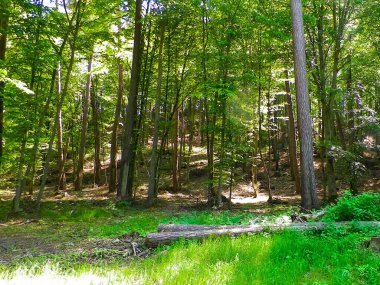 Kashubia 'daki güzel orman. Polonya. Kuzey Polonya 'nın güzel doğası.