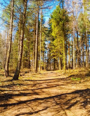 Ormanda ilkbahar. Kuzey Polonya 'nın doğası kıştan sonra uyanıyor. Kashubia 'nın Güzeli.