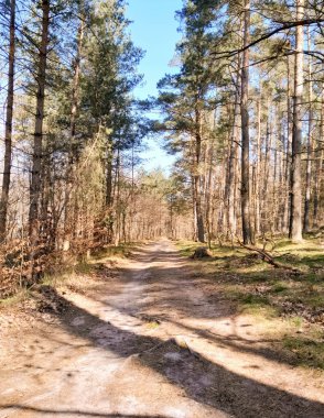 Ormanda ilkbahar. Kuzey Polonya 'nın doğası kıştan sonra uyanıyor. Kashubia 'nın Güzeli.