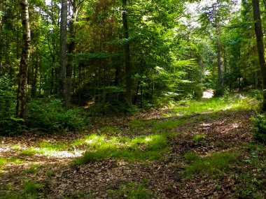 Vahşi orman manzarası. Yeşil orman güneşli bir günde, yaz mevsiminde. Güzel doğa Pomerania - Kuzey Polonya bölgesi.