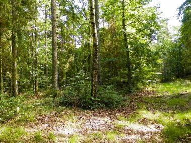Vahşi orman manzarası. Yeşil orman güneşli bir günde, yaz mevsiminde. Güzel doğa Pomerania - Kuzey Polonya bölgesi.
