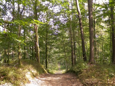 Yeşil ormanda yol. Yaz ormanı manzarası. Kuzey Polonya doğası. Seyahat ve doğa kavramı.