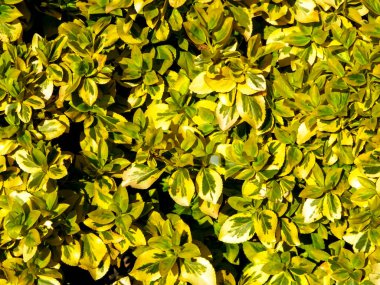 Euonymus Fortei doğa geçmişi olarak ayrılıyor. Bahçe işleri konsepti. Boşluğu kopyala.