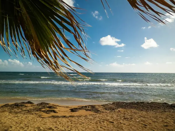 Akdeniz kıyısındaki sahil ve palmiyeler. Kıbrıs adasının egzotik doğası.