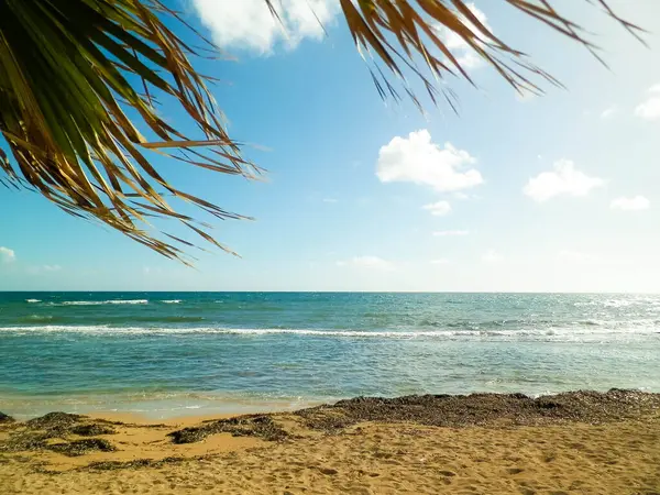 Paphos City yakınlarındaki tropik plaj, Kıbrıs adası. Boşluğu mavi gökyüzünde kopyala - bir kartpostal için iyi bir arkaplan.