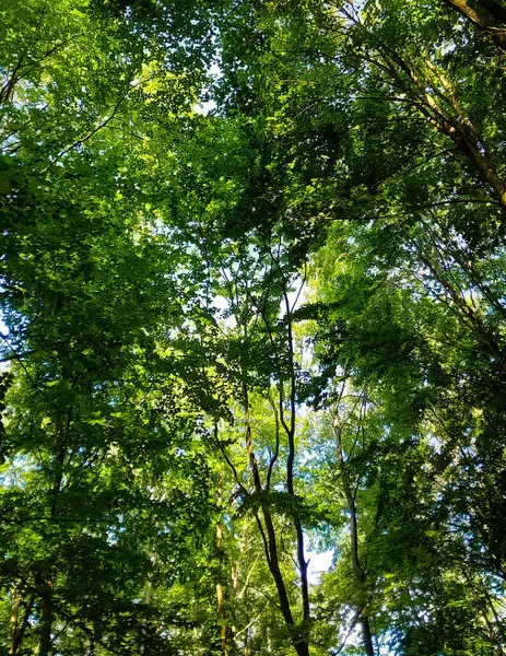 Doğal bir arka plan olarak yeşil dallar. Kopyala uzayı, vahşi orman.