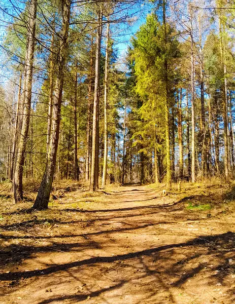 Ormanda ilkbahar. Kuzey Polonya 'nın doğası kıştan sonra uyanıyor. Kashubia 'nın Güzeli.