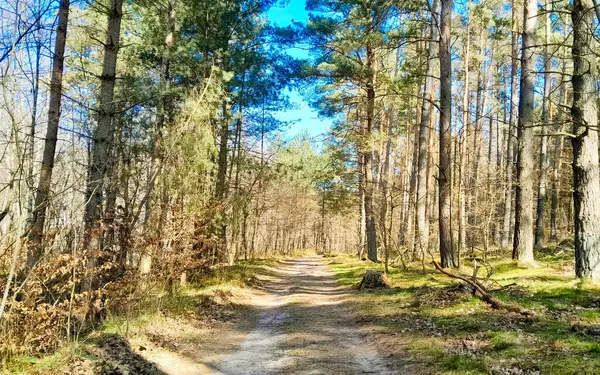 Ormanda ilkbahar. Kuzey Polonya 'nın doğası kıştan sonra uyanıyor. Kashubia 'nın Güzeli.