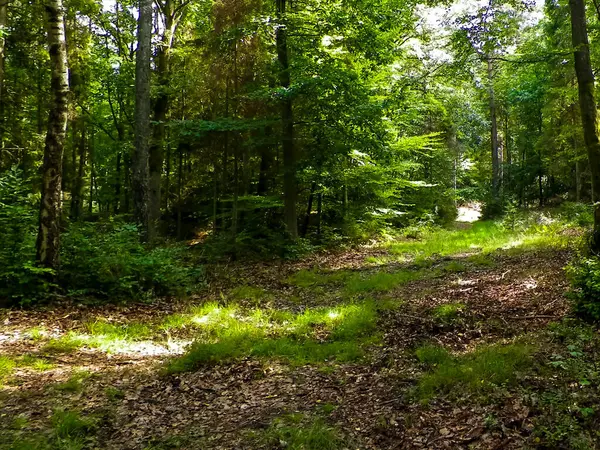 Vahşi orman manzarası. Yeşil orman güneşli bir günde, yaz mevsiminde. Güzel doğa Pomerania - Kuzey Polonya bölgesi.