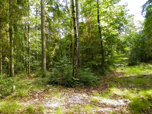 Vahşi orman manzarası. Yeşil orman güneşli bir günde, yaz mevsiminde. Güzel doğa Pomerania - Kuzey Polonya bölgesi.