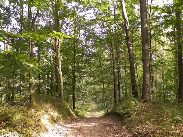 Yeşil ormanda yol. Yaz ormanı manzarası. Kuzey Polonya doğası. Seyahat ve doğa kavramı.