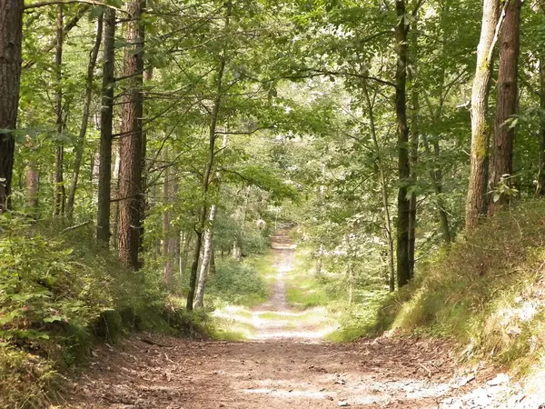 Yeşil ormanda yol. Yaz ormanı manzarası. Kuzey Polonya doğası. Seyahat ve doğa kavramı.