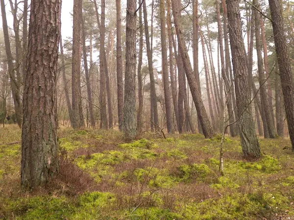 Baltık Denizi 'nin kıyı bölgesindeki çam ormanı. Tatiller ve turizm, Kuzey Polonya 'nın güzel doğası..