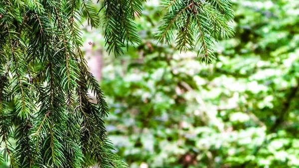 Forest background. Close-up of spruce branches. NAture concept. Copy space on blur.