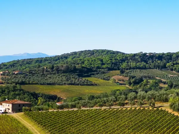 Güneşli bir günde Toskana üzüm bağlarının manzarası. Doğa ve tarım kavramı. İtalya 'da tatiller. Boşluğu kopyala.