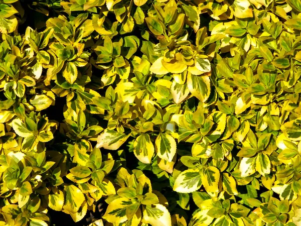 Euonymus Fortei doğa geçmişi olarak ayrılıyor. Bahçe işleri konsepti. Boşluğu kopyala.