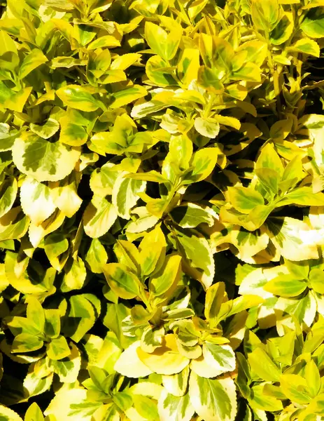 Euonymus Fortei doğa geçmişi olarak ayrılıyor. Bahçe işleri konsepti. Boşluğu kopyala.