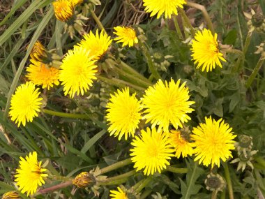 Sarı karahindiba çiçekleri. Çayır üzerinde Taraxacum bürosu..