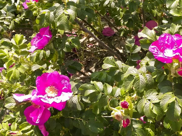 Doğal arka plan olarak pembe kır çiçeği. Doğanın güzelliği.