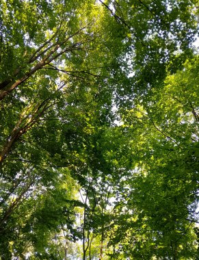 Doğal bir arka plan olarak yeşil dallar. Kopyala uzayı, vahşi orman.