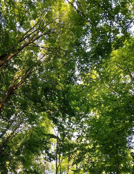 Doğal bir arka plan olarak yeşil dallar. Kopyala uzayı, vahşi orman.