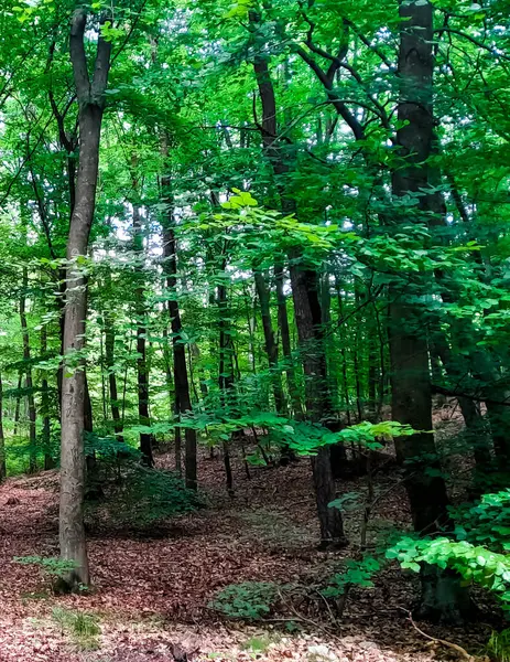 Kuzey Polonya 'da orman arazisi. Doğanın güzelliği konsepti.