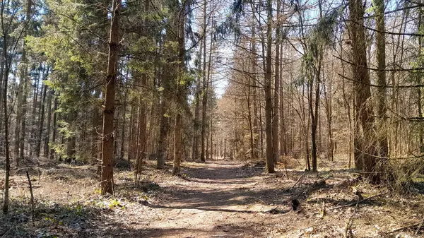 Kış mevsiminde ormanları uyandırmak inanılmaz. Kuzey Polonya 'da ilkbahar başlarında. Doğanın güzelliği konsepti.