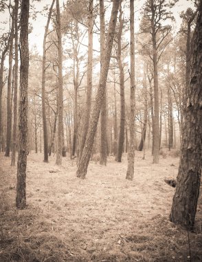 Baltık Denizi 'nin kıyı bölgesindeki çam ormanı. Tatiller ve turizm, Kuzey Polonya 'nın güzel doğası. BW soyut filtre tonu