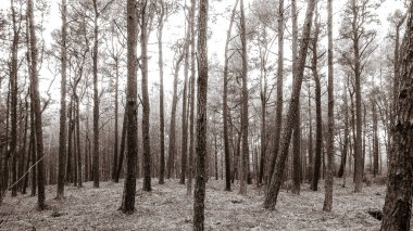 Baltık Denizi 'nin kıyı bölgesindeki çam ormanı. Tatiller ve turizm, Kuzey Polonya 'nın güzel doğası. BW soyut filtre tonu
