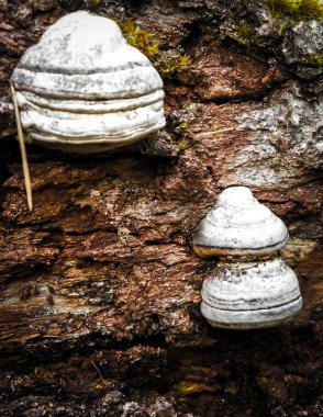 Ağaç gövdesindeki çoklu gözenekleri kapatın. Fomes fomentarius. Tinder fungus olarak da bilinir..