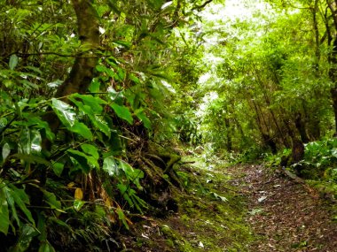 Sao Miguel iç kısımlarındaki tropikal ormanın güzel doğası. Sao Miguel, Azores takımadalarının en büyük adasıdır..