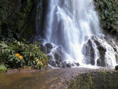 Tropikal ormanda şelale. Azores Takımadası. Sao Miguel Adası.