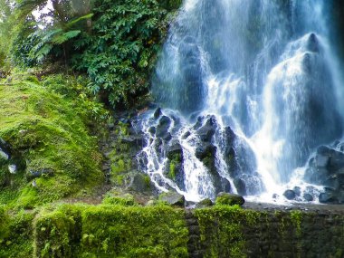 Tropikal ormanda şelale. Azores Takımadası. Sao Miguel Adası.