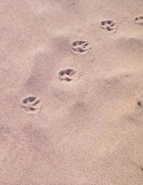 Kumsalda ya da çölde kedi ya da tilki pençesi izleri. Doğal arkaplan.