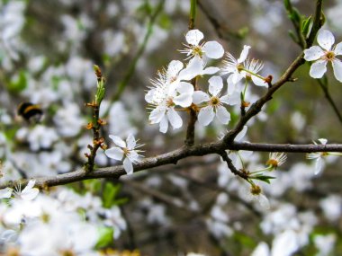 Yazın çiçek açan Mirabelle ağacı. Çiçek açan Mirabelle ağacı çiçeklerine yaklaş.