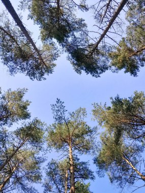 Mavi gökyüzü arka planında yeşil ağaçlar. Yaz yeşili doğa. Boşluğu kopyala.