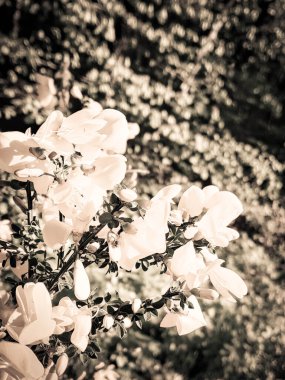 Karagana ağaçlarının yakınında Sibirya bezelye ağacı çiçekleri var. Doğanın güzelliği. Soyut sanat filtresi tonu.