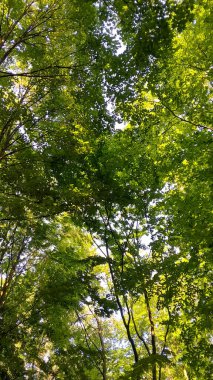 Doğal bir arka plan olarak yeşil dallar. Kopyala uzayı, vahşi orman.