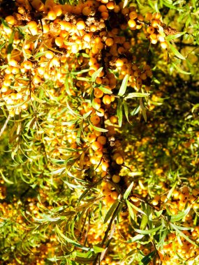 Pyracantha M. Roem 'a yakın. Doğa geçmişi olarak. Pyracantha 'nın adı da Soleil d' Or. Meyve ve yaprakları yenilebilir ve Çin tıbbında kullanılır..