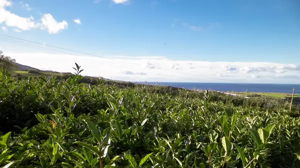 Arka planda, Porto Formoso 'daki çay tarlası ve Atlantik Okyanusu manzarası.