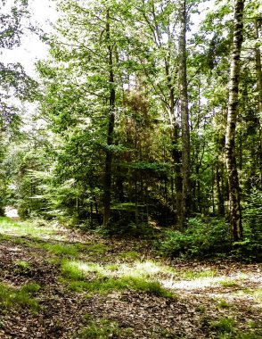 Vahşi orman manzarası. Yeşil orman güneşli bir günde, yaz mevsiminde. Güzel doğa Pomerania - Kuzey Polonya bölgesi.