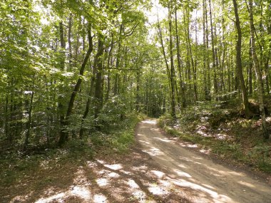 Yeşil ormanda yol. Yaz ormanı manzarası. Pomerania 'nın doğası - Kuzey Polonya bölgesi. Seyahat ve doğa kavramı.