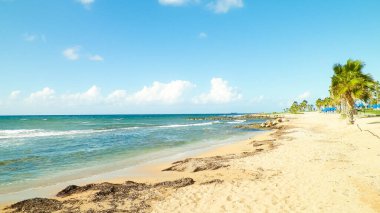 Kıbrıs adası Paphos City yakınlarındaki tropik palmiye, sahil ve Akdeniz manzarası. Seyahat kavramı.